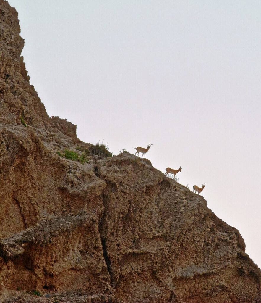 Kirthar national park