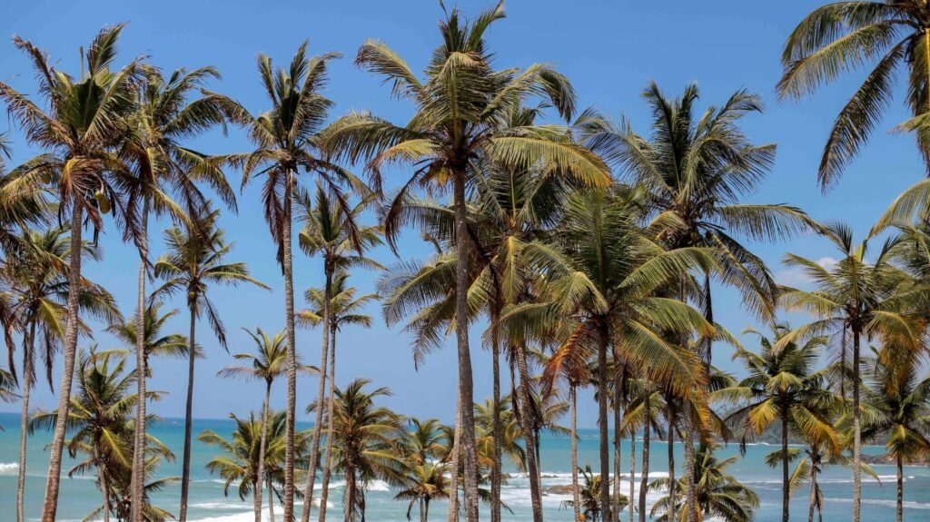 Tall coconut palm trees overlooking turquoise ocean in Sri Lanka