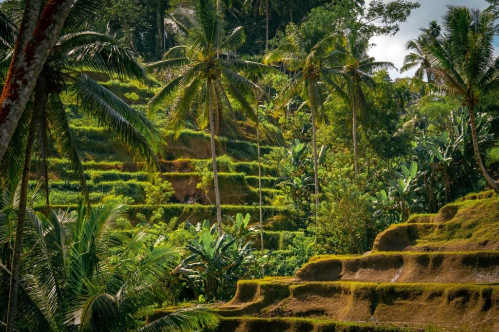 Lush tropical palm tree forest landscape in Bali budget travel guide