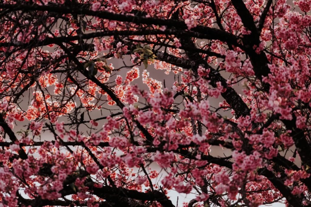 Apricot and cherry blossom trees in Hunza Valley during spring